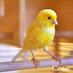 canar