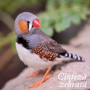 cinteza zebrată
