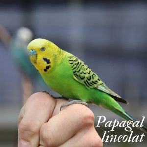 papagal lineolat
