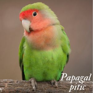 papagal pitic