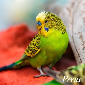 peruș