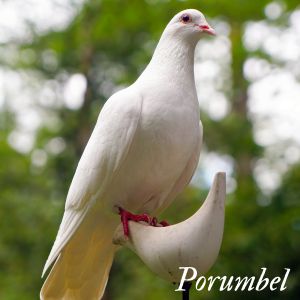 porumbel